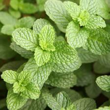 menthe