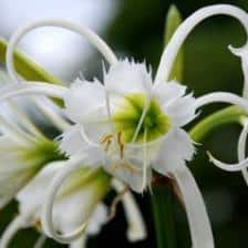ismene