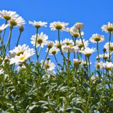 marguerite
