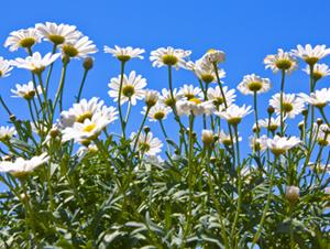 Marguerite : plantation, entretien et floraison des marguerites