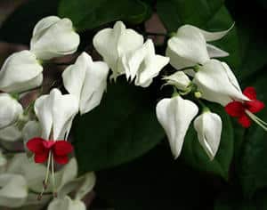 clerodendron