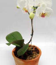 orchidee