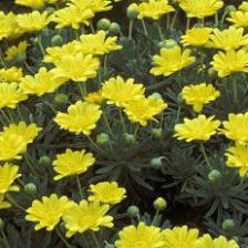 1287650123margueritesavaneeuryops