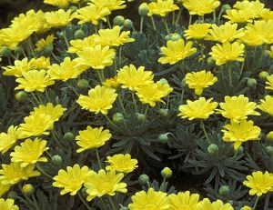 Euryops, Marguerite des savanes : conseils d'entretien