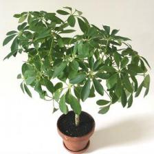 1290071527Schefflera_arboricola