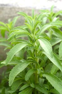 Stevia : planter et cultiver – PagesJaunes