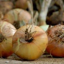 Onion, from seedling to harvest