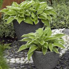 1297255768hosta