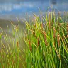 1302769650carex
