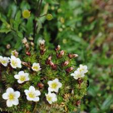 1305545991saxifrage