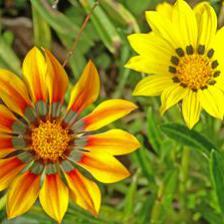 1306396663gazania