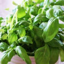 basilic en pot