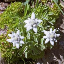 1316163272edelweiss