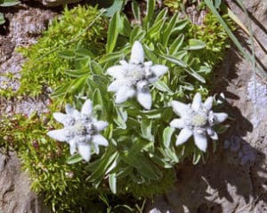 edelweiss