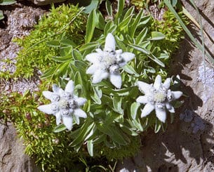 Edelweiss : entretien, taille, arrosage