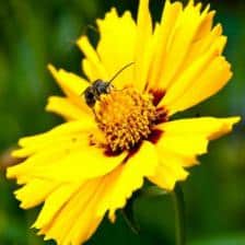 Coreopsis, Calliopsis, tickseed, the charming eye