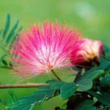 1316507969calliandra