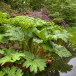 gunnera