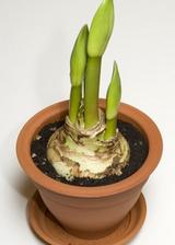 1321598912refleuriramaryllis
