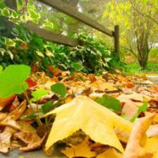 jardinage decembre