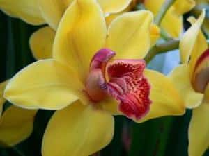 cymbidium engrais