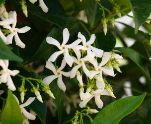 jasmin étoile grimpant résistant au gel