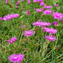 Delosperma cooperi, Cooper’s ice plant