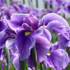 iris barbus