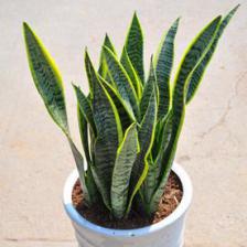 1331204112sansevieria