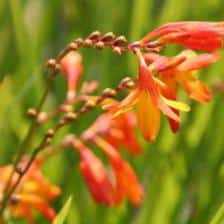 1332239149crocosmia