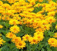 1332347742heliopsis