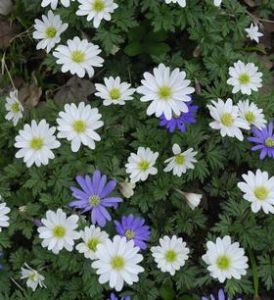 anemone de grece