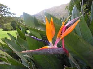 Strelitzia Reginae Tous Les Conseils Dentretien