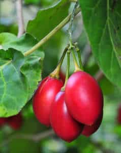 tomate en arbre