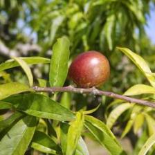 Nectarine, the tree that bears nectarines