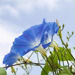 ipomea - volubilis des jardins