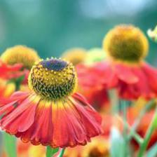 1338384952helenium