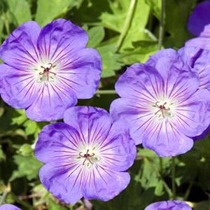 geranium rozanne