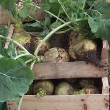 rutabaga