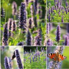 1348762945agastache