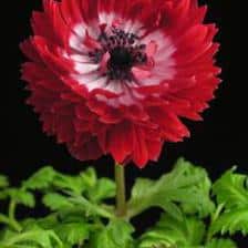 1349337809anemonedesfleuristes