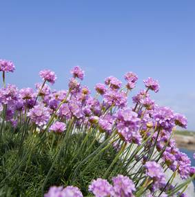 armeria