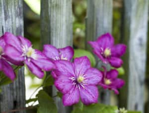 clematite