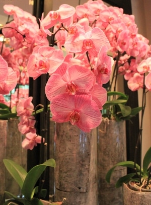 orchidee-zoe-felix-laetitia-devillars
