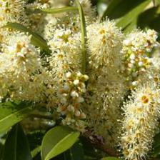 prunus laurocerasus