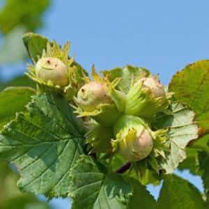 corylus avellana