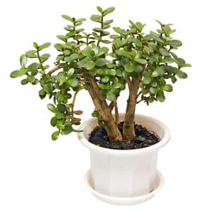 Crassula Ovata: Plante Succulente Résistante et Facile à Cultiver – La  Green Touch