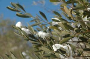 olivier en hiver