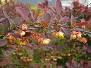 berberis thunbergii