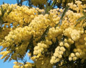 acacia dealbata